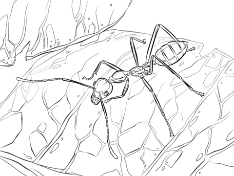 Weaver Ant Coloring Page